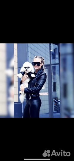 Вязка собак мальтипу