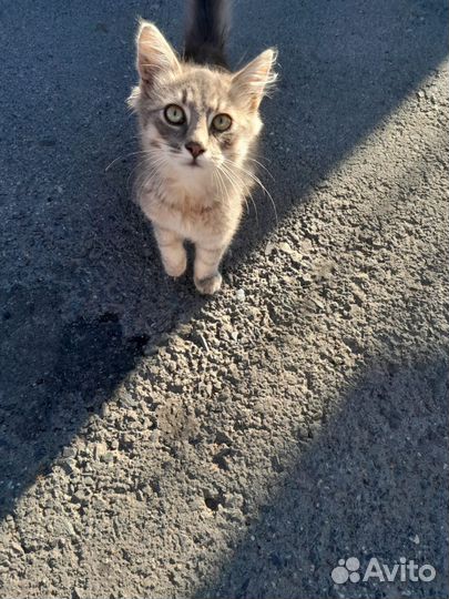 Котятки в добрые руки