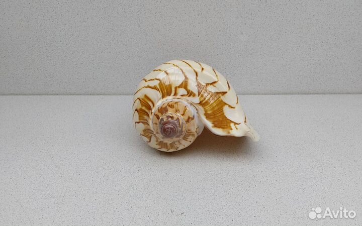 Валюта Нобилис 18,2 морская ракушка раковина