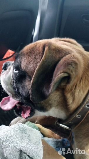 Боксер вязка