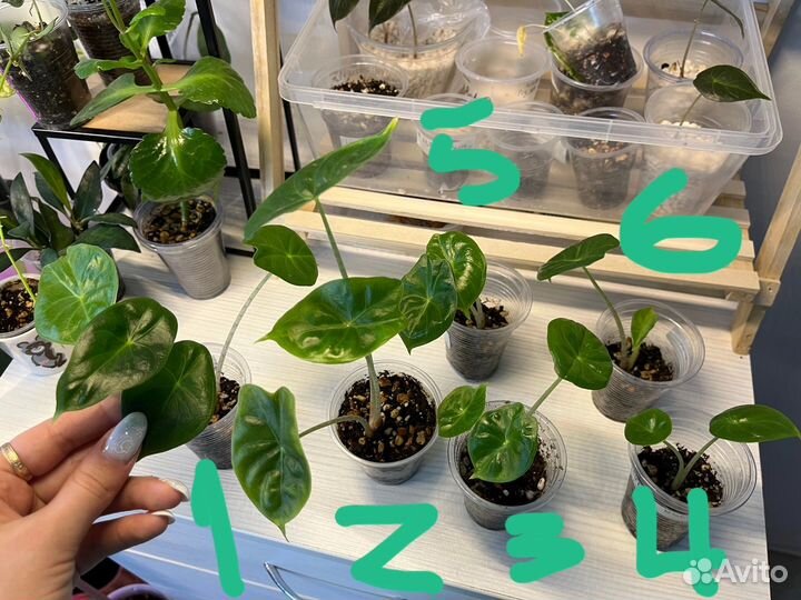 Алоказии разные