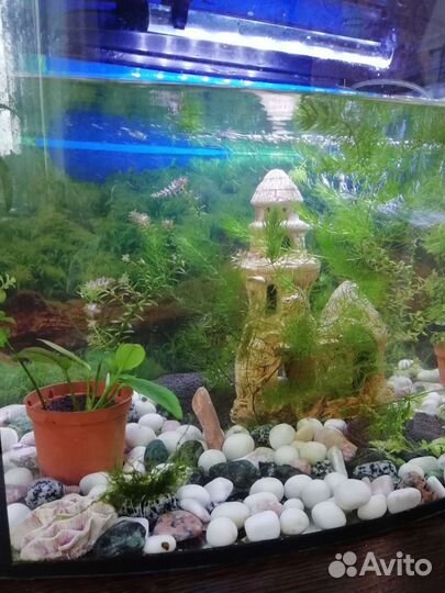Аквариум