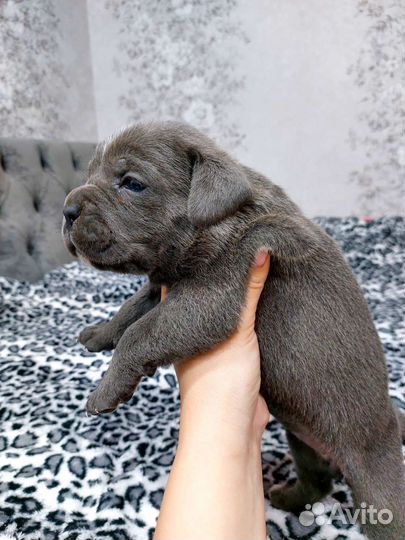 Щенки кане корсо