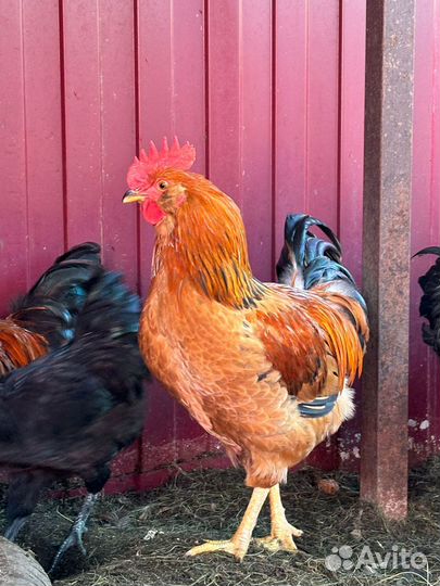 Молодые петухи деревенские