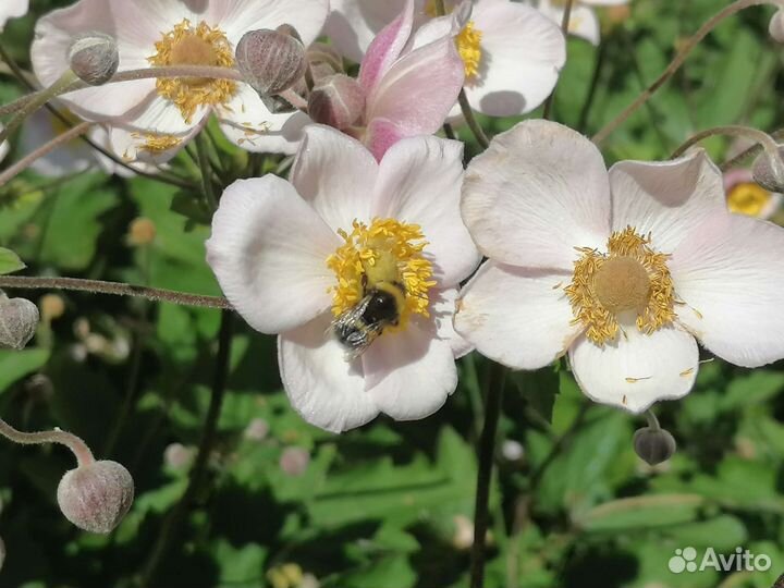 Анемона японская, многолетник, цветок для сада