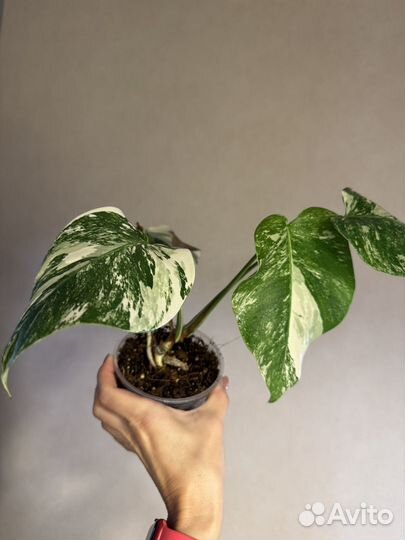 Монстера альба