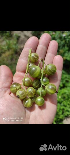 Смородина зелёная