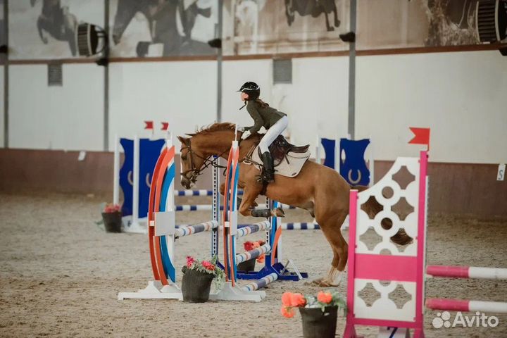 Лучший учитель для начинающего всадника