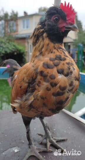 Бентамки, индоутка