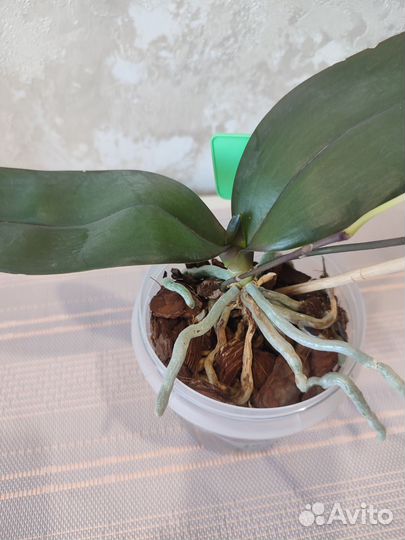 Орхидея фаленопсис детка