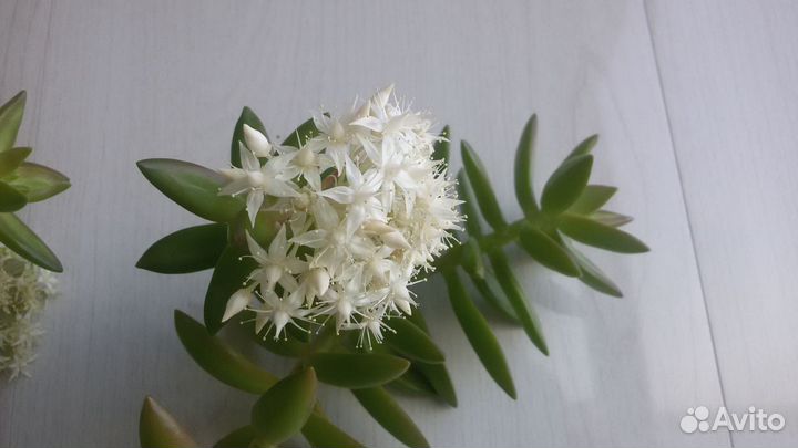 Редкие растения