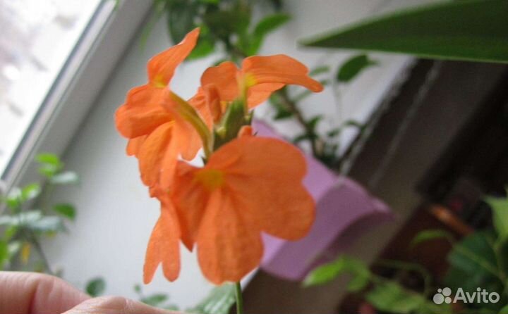 Кроссандра