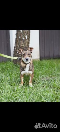 Маленький песик ищет дом