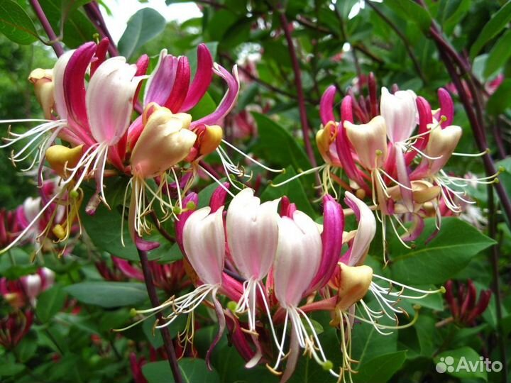 Продам саженцы жимолости Каприфоль Инга