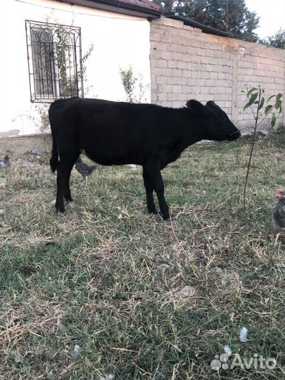 Телочка полугодовалая