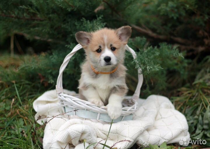 Девочка хвостик рыжая корги пемброк