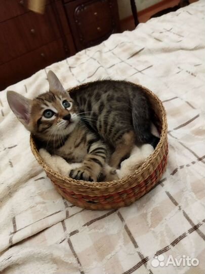 Бенгальская кошка