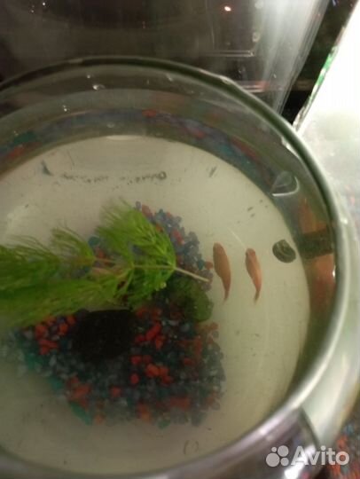 Аквариумные рыбки и растения