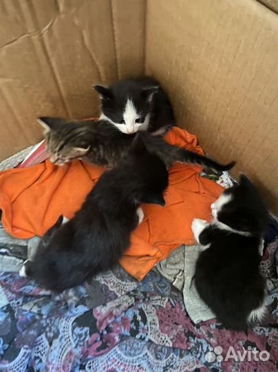 Кошка в дар бесплатно