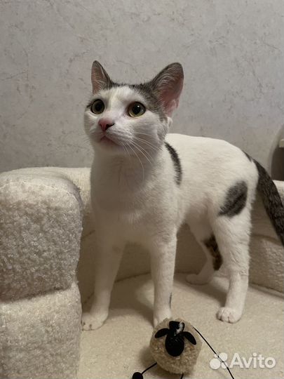 Кошечка в добрые руки