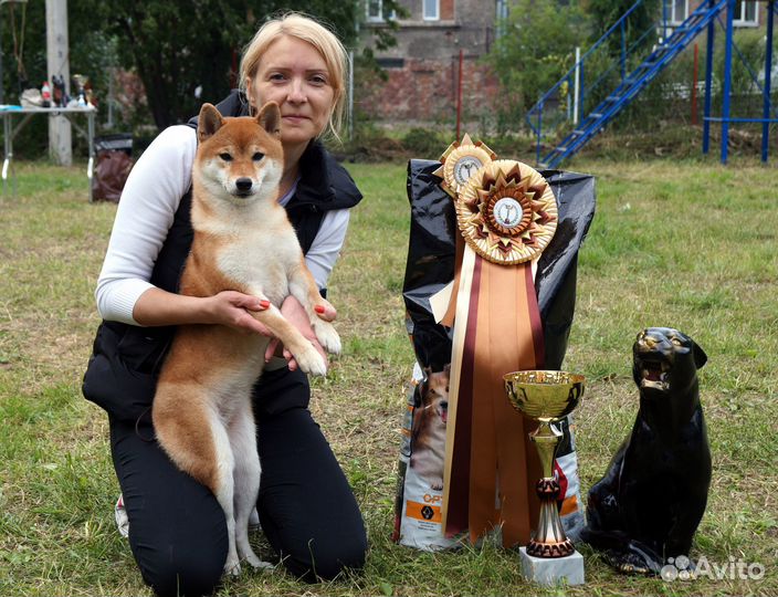 Сиба Ину питомник