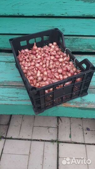 Лук семейный