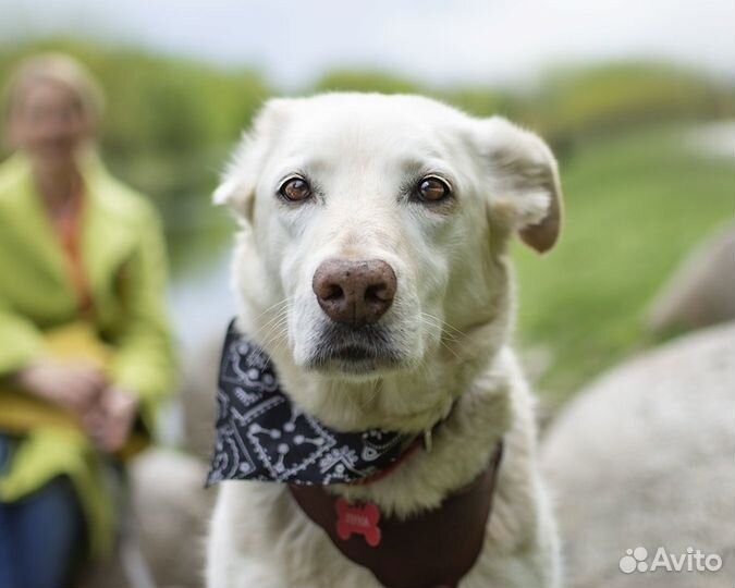 Спокойная собака ищет дом