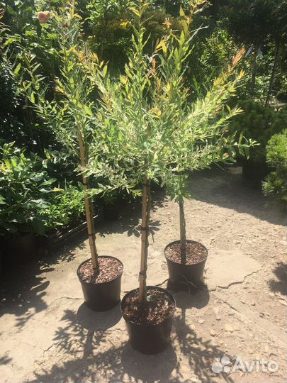 Ива хакура нишики плетенная штамб