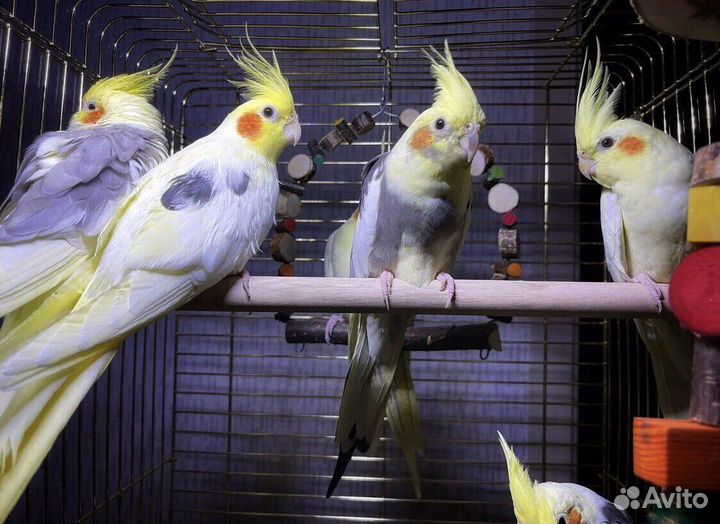Попугаи (птенцы) в наличии и под заказ