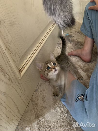 Котята полукровки
