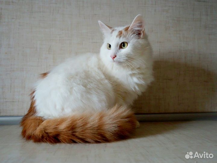 Белка ищет дом
