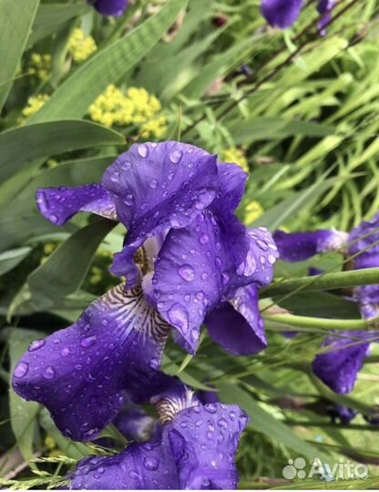 Садовые многолетники: анемона, василек, ирис