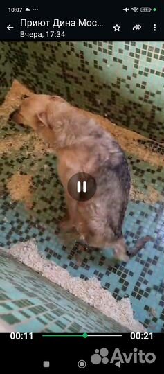 Мила, собачка-инвалид