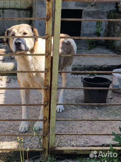 Среднеазиатская овчарка алабай