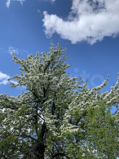 Дом 65 м² на участке 30 сот.