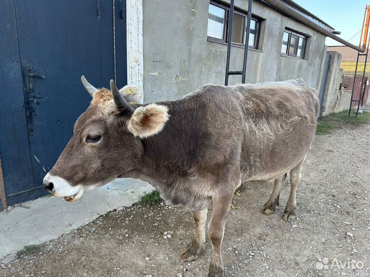 Коровы быки