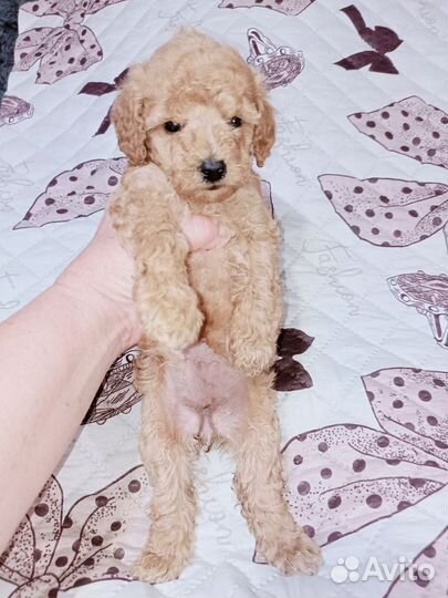 Той-пуделек девочка