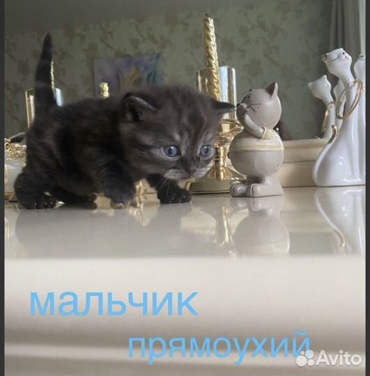 Шотланский котенок