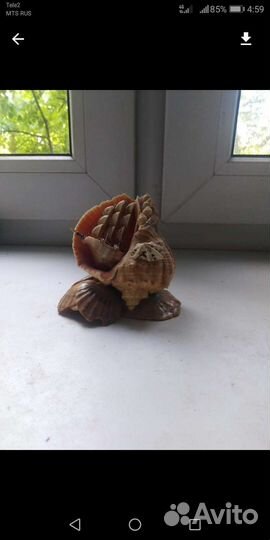 Ракушки для аквариума