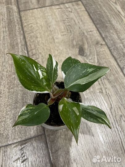 Филодендрон Вайт Кнайт (Белый рыцарь)