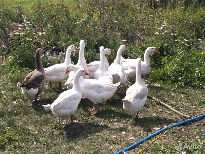 Продаю гусей 2 гусака и 8 гусынь