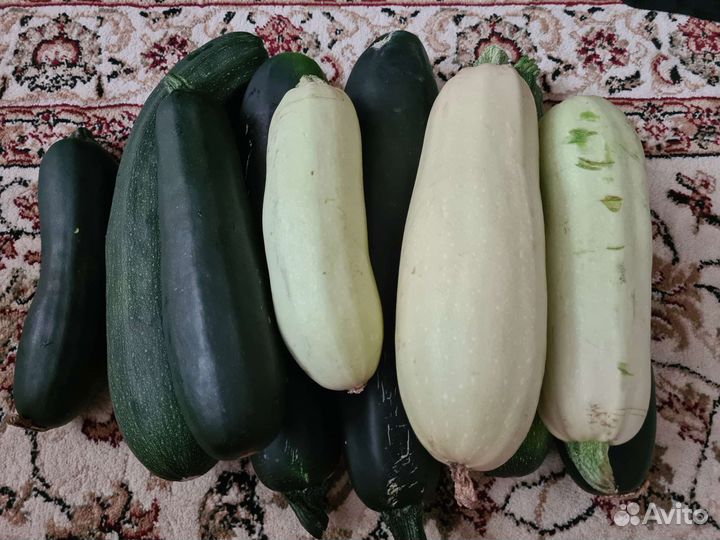 Кабачки домашние