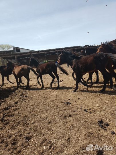 Жеребята карачаевской породы