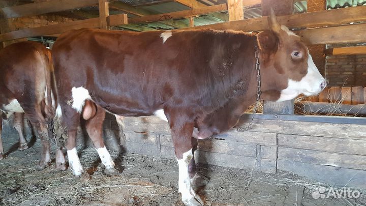 Бычки 2022 г.р