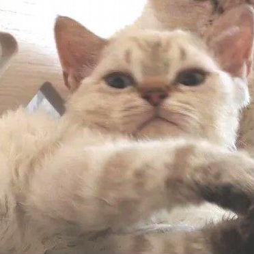 Ламбкин котёнок