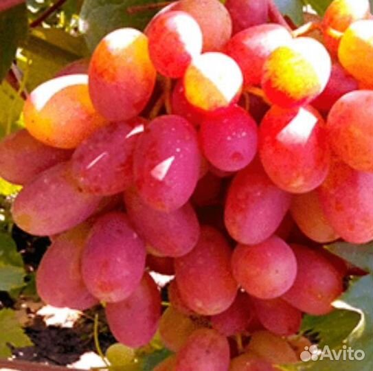 Саженцы Винограда Ультраранних сортов для Перми