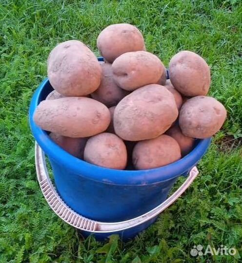 Продам картофель