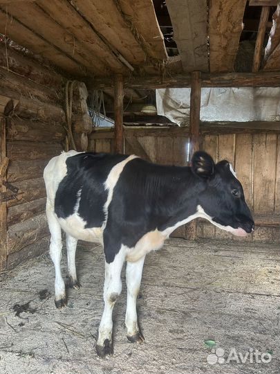 Телочка 5 месяцев