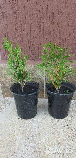 Саженцы туи смарагд