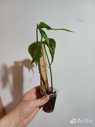 Эпипремнум Т02 амидриум вариегатный